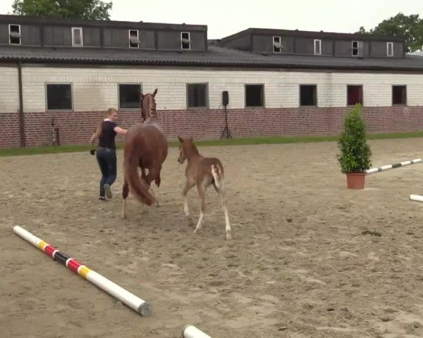 Video of Stute von Top Christobell