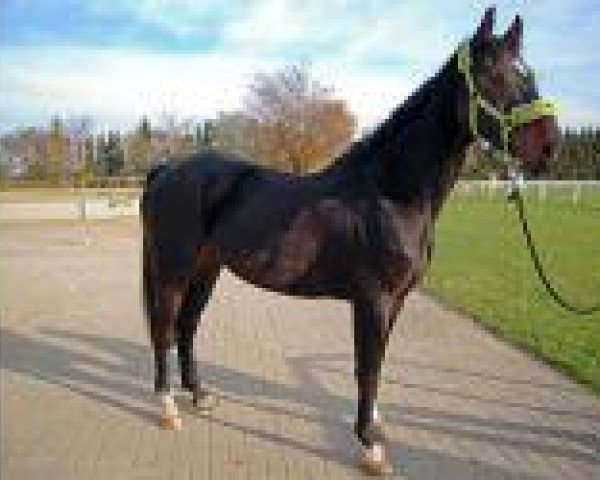 jumper Lord Liberty 24 (Westphalian, 2006, from Lacordos)