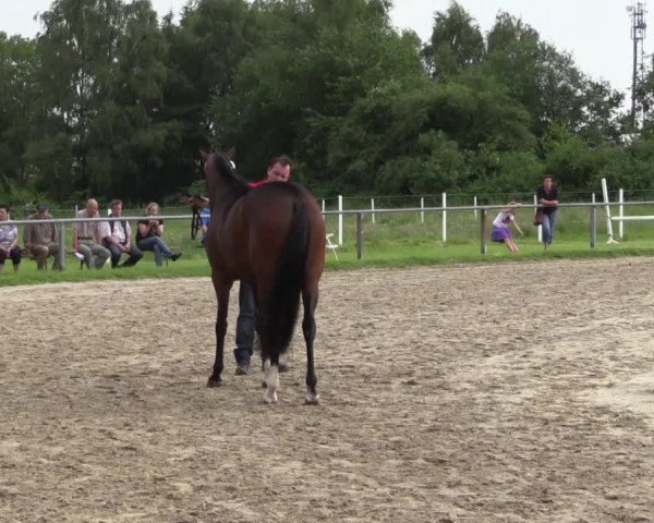 Stuten- und Fohlenschau Haltern am See am 10.06.2014