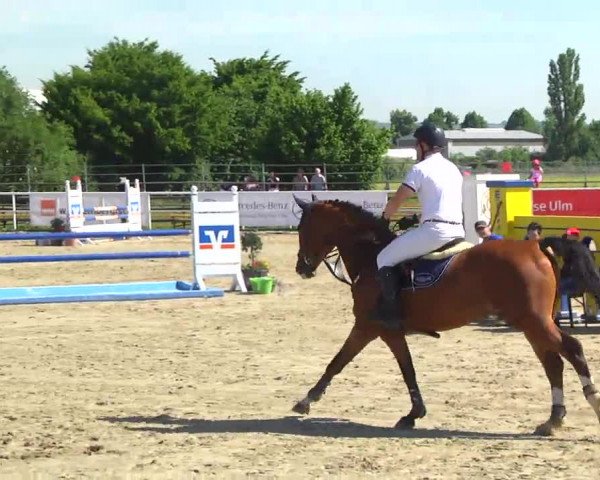 Großes Langenauer Reitturnier; Prüfung 18 - Springpferdeprüfung Kl.A**