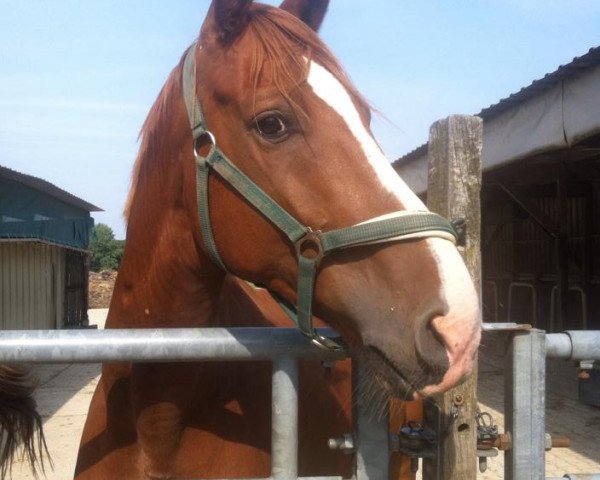 Pferd Kaiser Karl (Deutsches Sportpferd, 2004, von Kaiserwind)