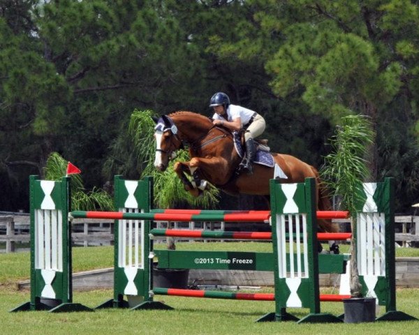 jumper Bahrain Z (Zangersheide riding horse, 2004, from Balougran)