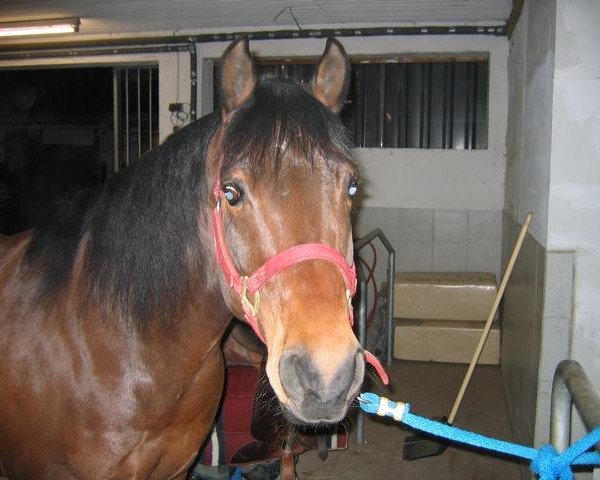 Semental Siemon Pepper (Quarter Horse, 1995, de Mayor Jessie Gold)