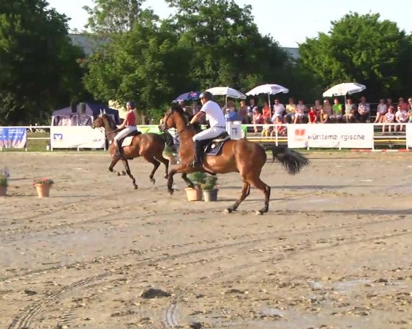 Video von Castor Bs