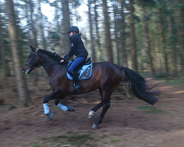 Springpferd First Fly (Hannoveraner, 2005, von Fishermans Friend)