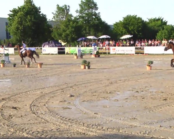 Video of Orchidee