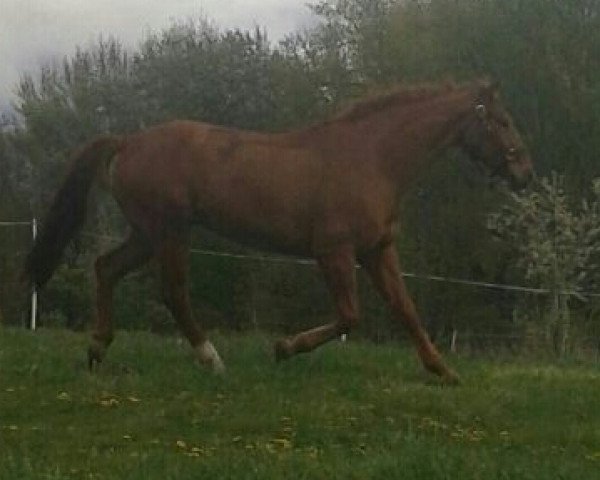 dressage horse Bon Coeur 3 (Hanoverian, 2003, from Bon Bonaparte)