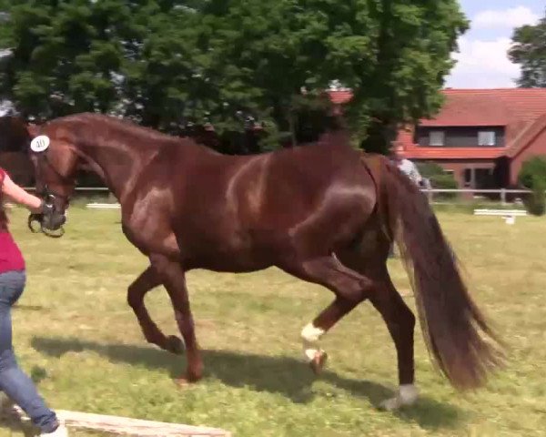 Video von Nupafeed‘s Sun Up