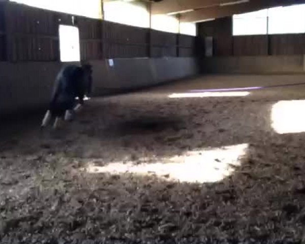Video of Sansibar 107