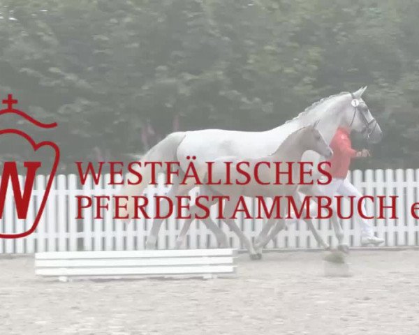 Video von Nupafeed‘s Sun Up