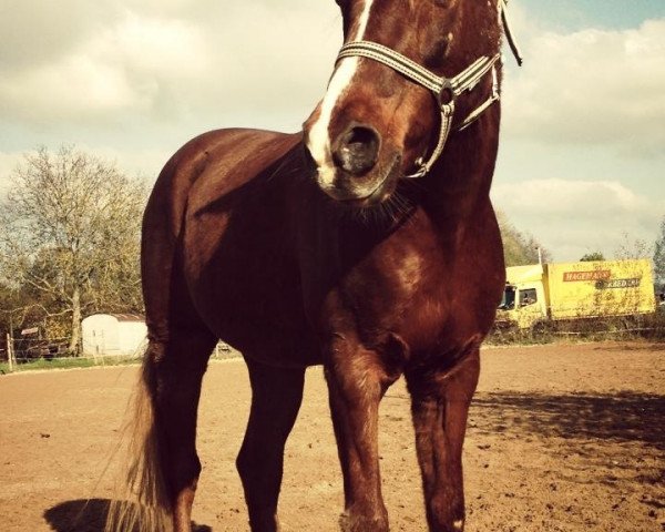 dressage horse Sir Semiro (German Riding Pony, 1992, from Semri ox) dressage horse Sir Semiro (German Riding Pony, 1992, from Semri ox)
