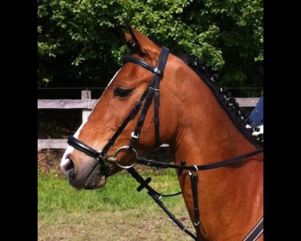 jumper Donald Duck 34 (German Riding Pony, 2000, from Durello) jumper Donald Duck 34 (German Riding Pony, 2000, from Durello)