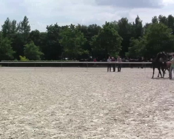 Stuten und Fohlenschau Greven am 02.06.2014