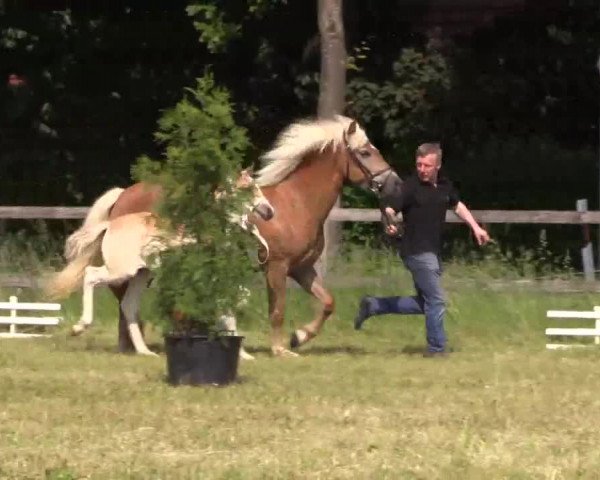 Stuten- und Fohlenschau Rahden Varl am 03.06.2014