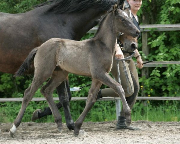 Pferd Fontane (Trakehner, 2012, von Lossow)