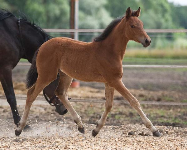 horse Feinsliebchen (Trakehner, 2010, from Heldenberg)