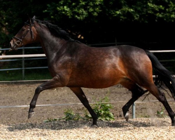 broodmare Fünflinden (Trakehner, 2005, from Hibiskus)
