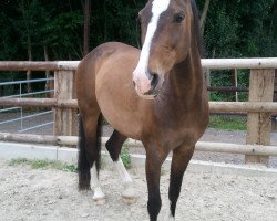 horse Lady Ey (Rhinelander, 2000, from Lancer II)