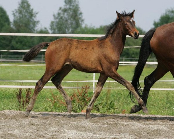 horse Abendliebe 8 (Trakehner, 2008, from C'est bon)