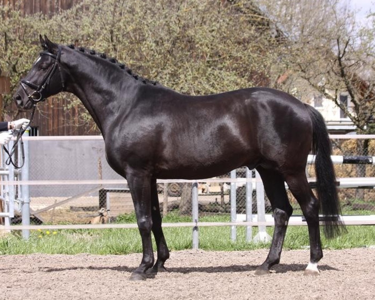Deckhengst Lossow (Trakehner, 2001, von Suchard)