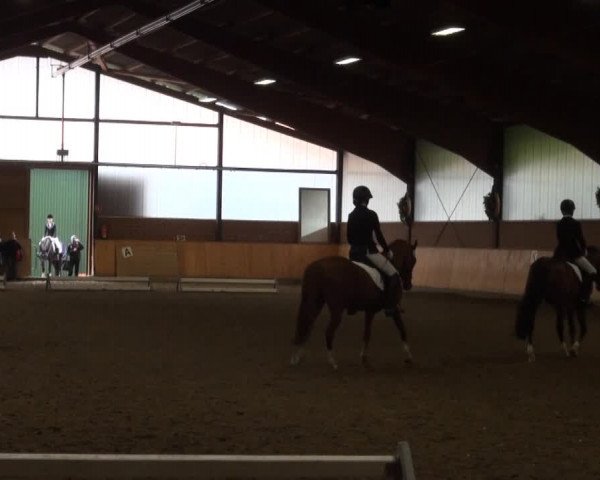 Video of Dreamdancer, Bodethal's Alina, Big Starbucks
