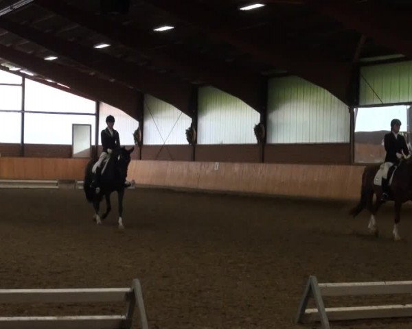 Video of Con Amour 2, Dumbledore, Dark Pearl 8