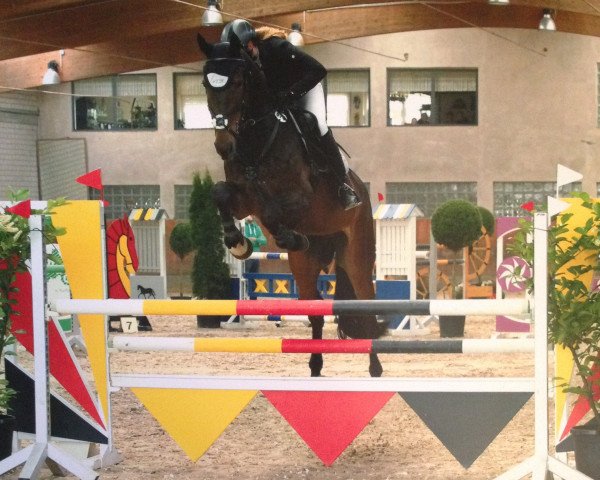 Springpferd Pontistar (Westfale, 2008, von Pontifex 9)