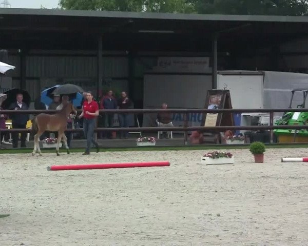 Stuten- und Fohlenschau Kirchhellen - Feldhausen, 27.05.2014, Ponyfohlen