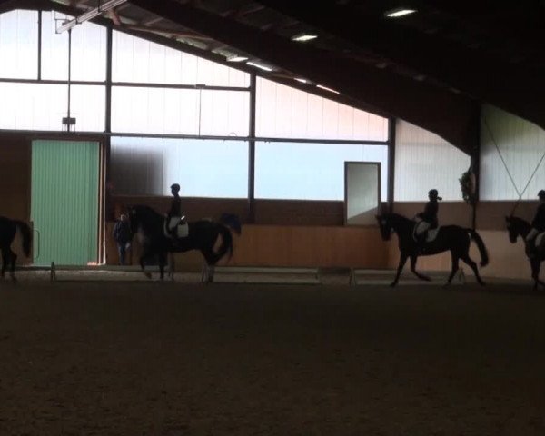 Video von Feivel RS, Fleur des Printemps, Fantast 257