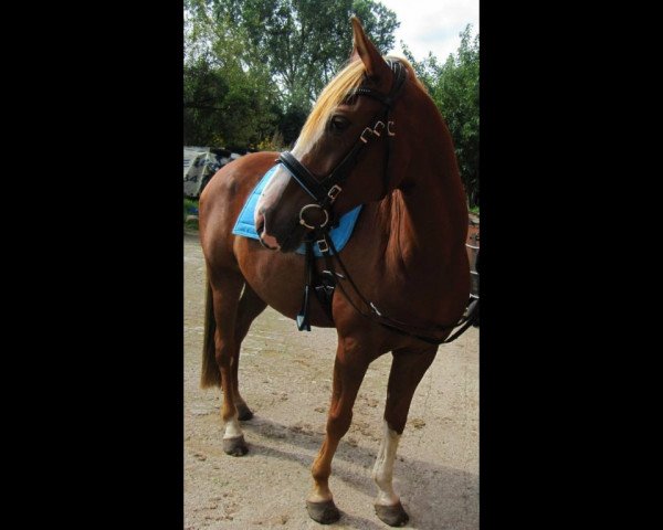 horse Walentino (German Riding Pony, 2004, from Walou)
