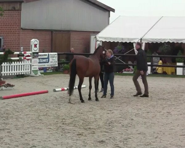 Stuten- und Fohlenschau Kirchhellen - Feldhausen, 27.05.2014, Ponystuten