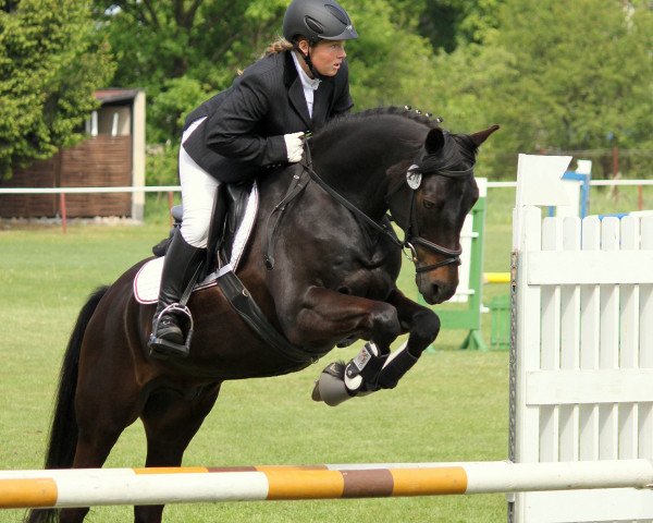 dressage horse Nightson (German Riding Pony, 1999, from Nightfire)