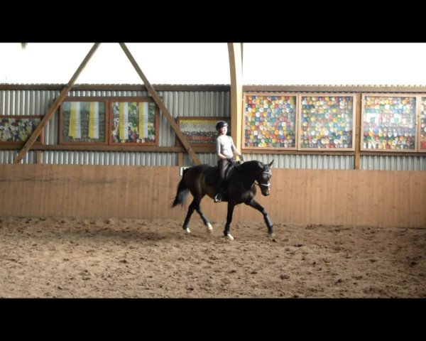 Video of Nicko vom Schäferhof