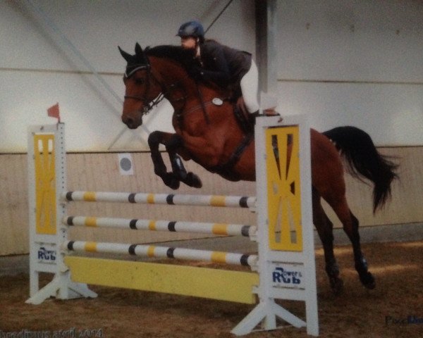 Springpferd Concerto11 (Holsteiner, 2000, von Contender)