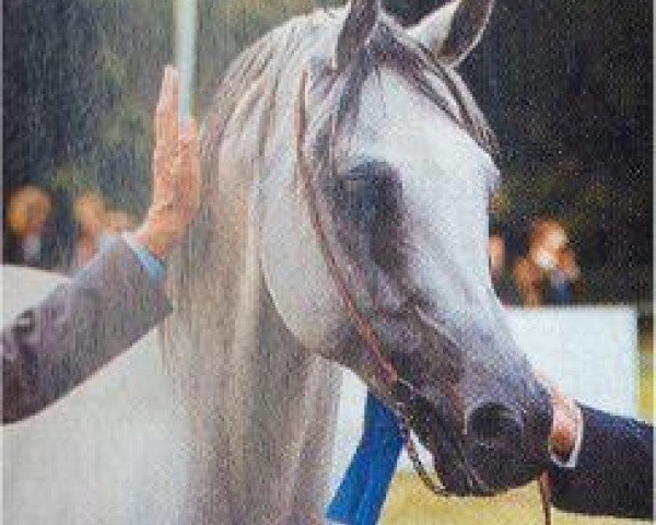 stallion Pamir 1984 ox (Arabian purebred, 1984, from Probat ox)