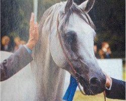 stallion Pamir 1984 ox (Arabian purebred, 1984, from Probat ox)