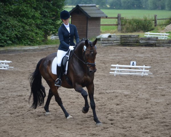 horse Linus (Hanoverian, 1999, from Lacantus)