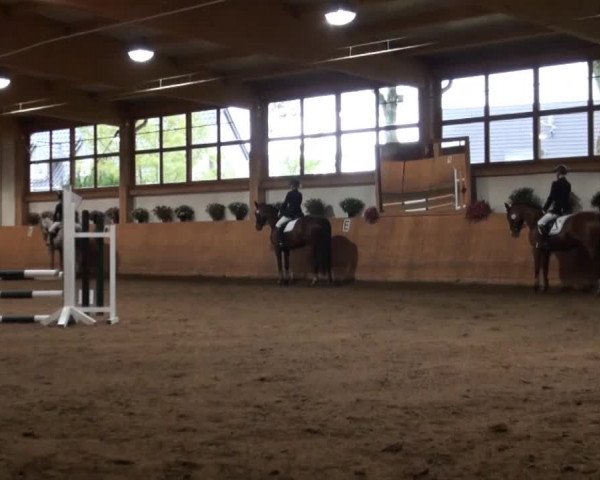 Dressur- und Springturnier Halver 2014