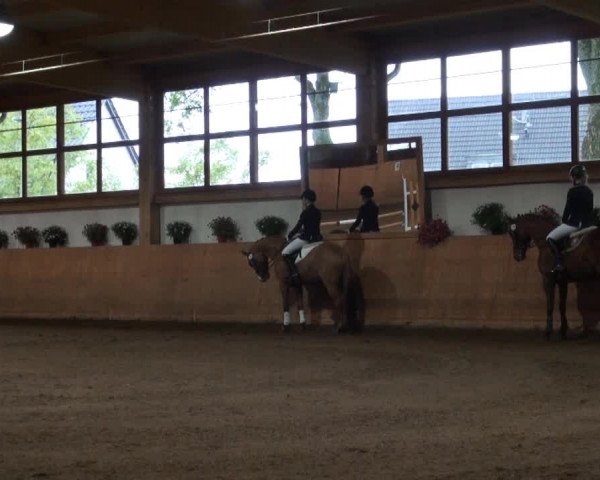Video von D'Artagnan, Daphne