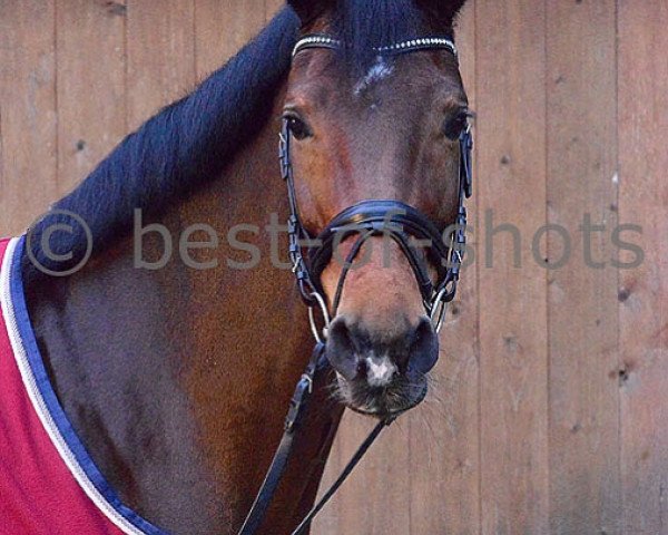 broodmare Finja 122 (Hanoverian, 2005, from Florencio I) broodmare Finja 122 (Hanoverian, 2005, from Florencio I)