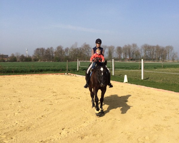 dressage horse Cappuccino 58 (Westphalian, 1996, from Casaretto)