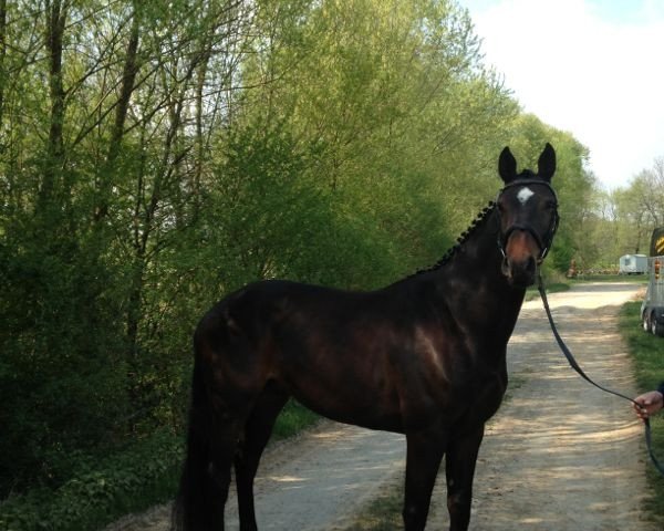 jumper Canaro S (Holsteiner, 2010, from Canto)