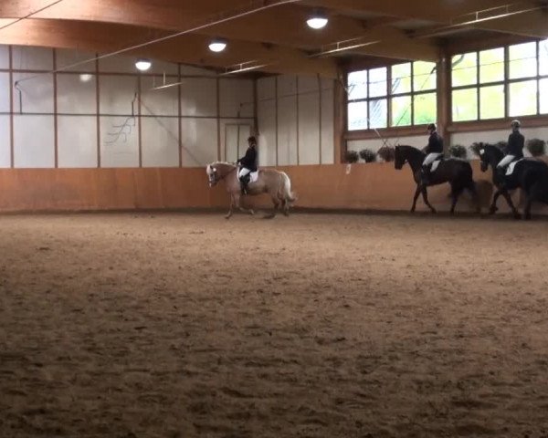 Video of Samir Stall Kleine Heide, Ruby Tuesday 77, Susi