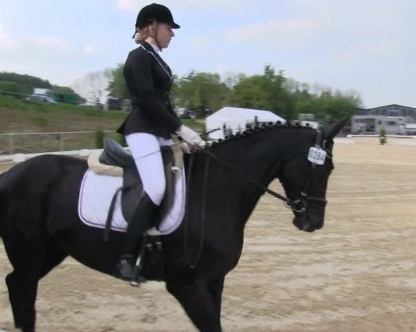 Video of Dark Pearl 8, Amicello 32, Carino Piccolo
