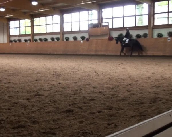 Video of Finja, Legolas 146, Herr Meier 3