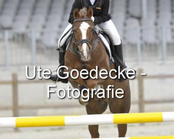 jumper Butch Cassidy (German Riding Pony, 2004, from Brillant) jumper Butch Cassidy (German Riding Pony, 2004, from Brillant)
