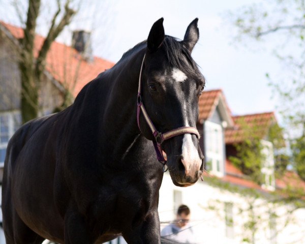 horse Sonic 12 (Württemberger, 2006, from Sir Oldenburg)