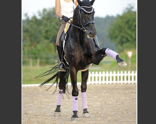 dressage horse Weltruhm's Wellington (Hanoverian, 2001, from Weltruhm)