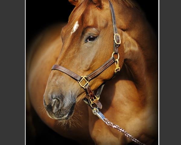 dressage horse Samba Hit's Showdown (German Sport Horse, 2006, from Samba Hit I)