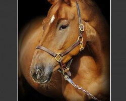dressage horse Samba Hit's Showdown (German Sport Horse, 2006, from Samba Hit I)